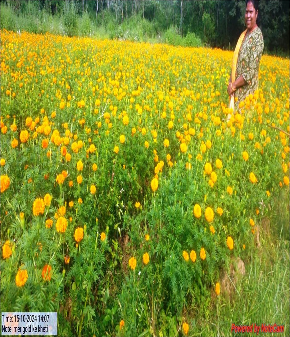 सफलता की कहानी –